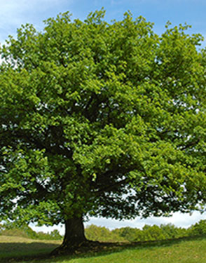 rechts- 0002 reiki003